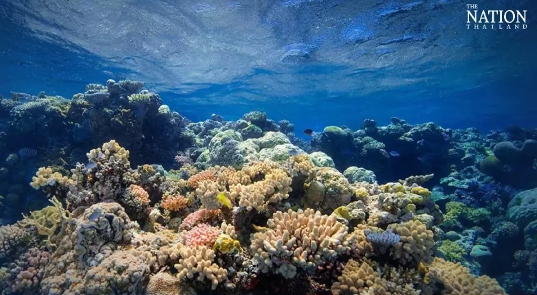 Thailand’s marine resources gain from tourism slump