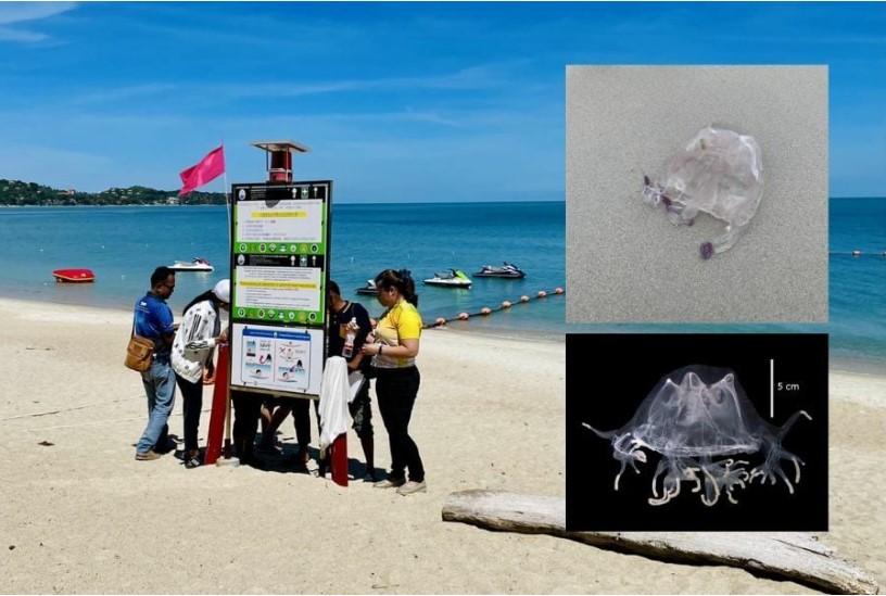 Tourists in Surat Thani & Trat warned to beware of jellyfish
