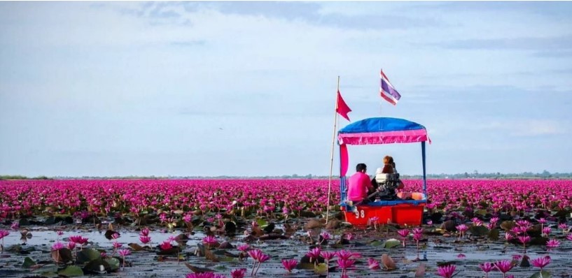 Pink lilies pull hundreds of thousands of tourists to northeast Thailand lake